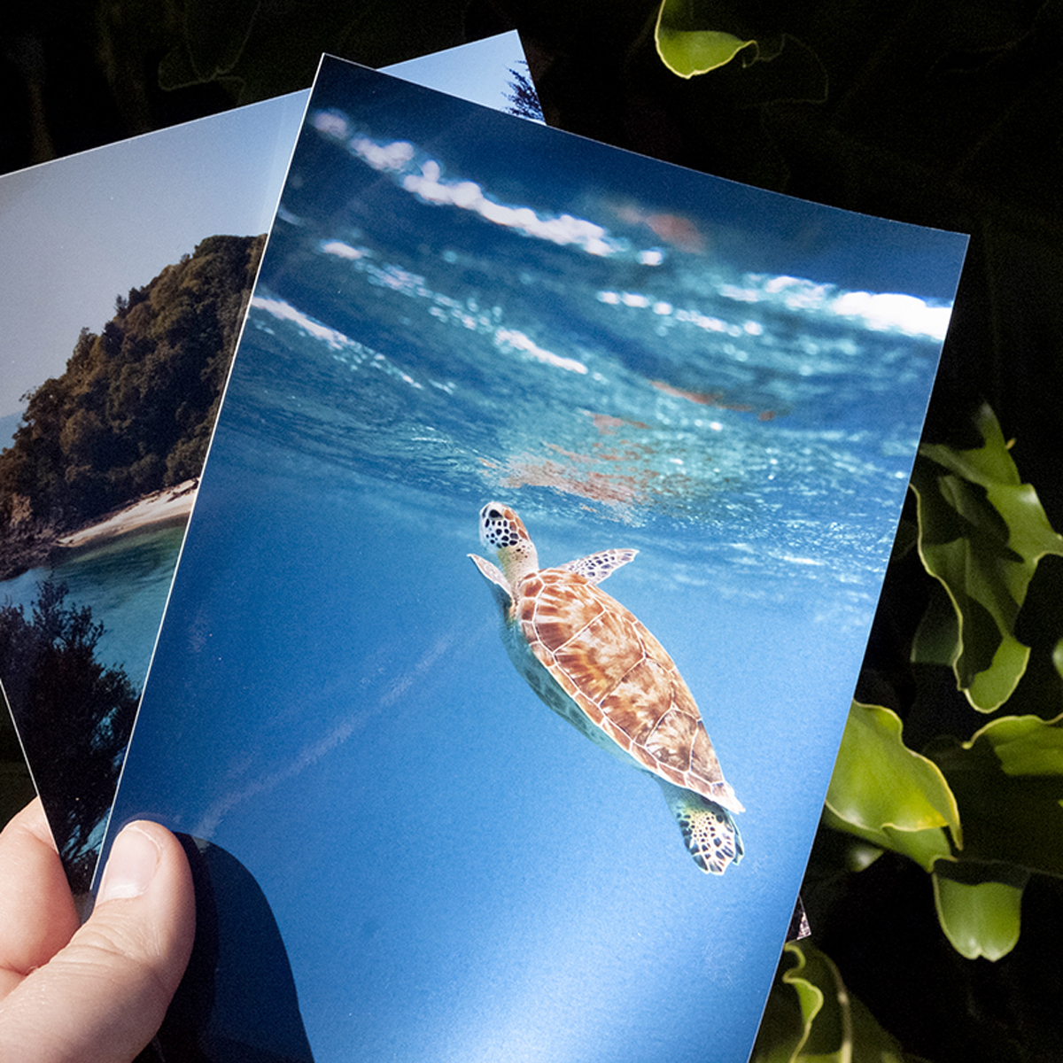 Metallic-prints-in-sun-01_websq