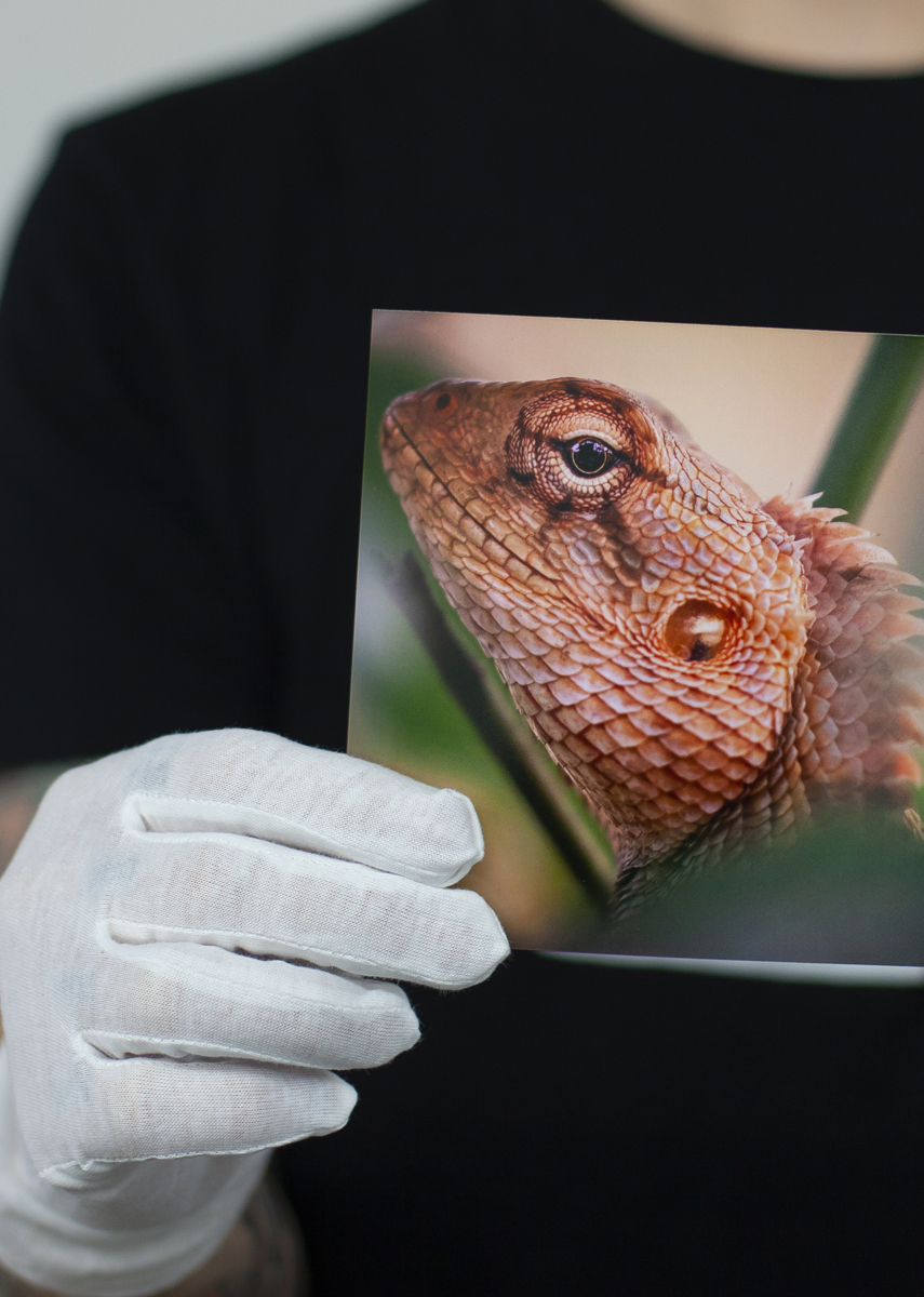 lizard-print-in-hand2_web